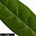 SpeciesSub: var. hookeriana